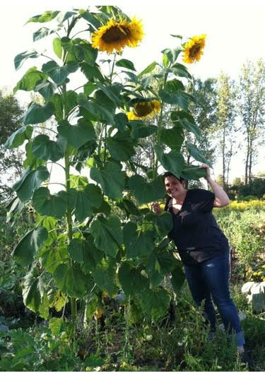 Dev Boylu İri Taneli Ayçiçeği Tohumu (100 Adet)