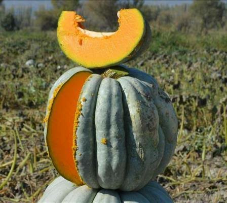 Dev Kestane Bal Kabağı Tohumu (100 Adet)