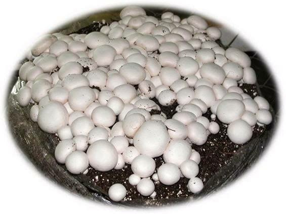 20 Litre Kültür Mantarı Ekim Torfu Ve 2000 Adet Tohum