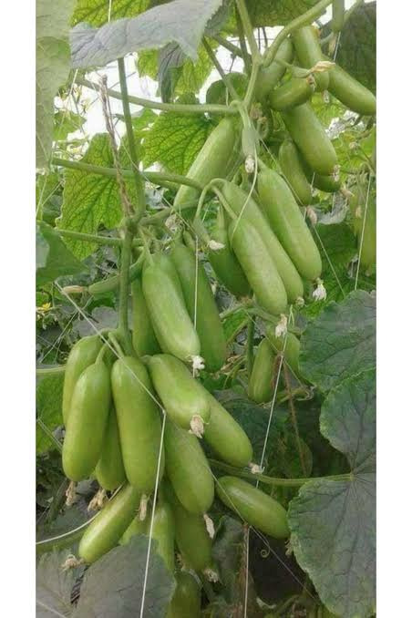 Dolmalık Ve Kızartmalık Kabak Tohumu (150 Adet) 