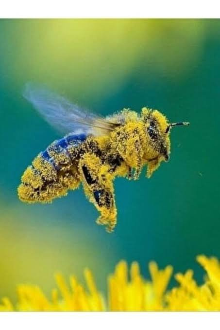 Arı Otu Korunga Tohumu (20.000 Adet)