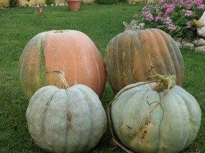 Dev Kestane Bal Kabağı Tohumu 4 Adet 