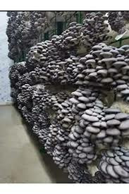 İstiridye Kayın Kavak Mantarı Tohumu (20.000 Adet)