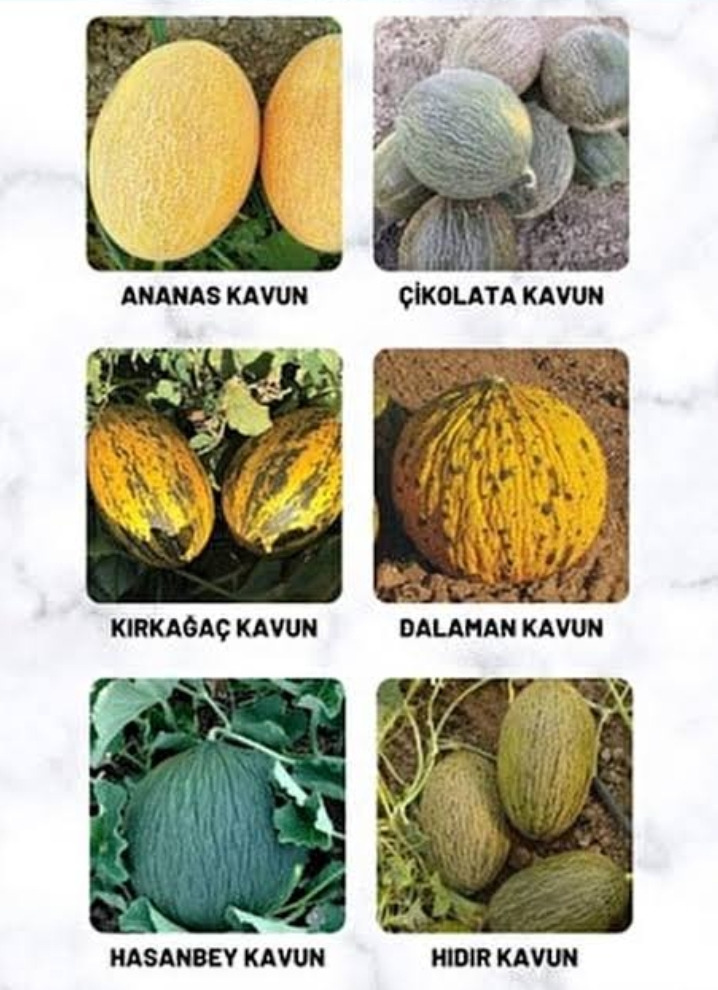 Karışık Cinste Köylü Kavunu Ata Tohumu (1500 Adet)