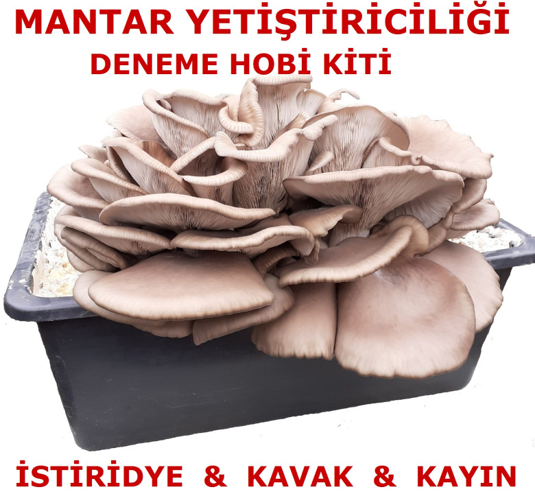 Özel Kutuda İstiridye Kavak Mantarı Deneme Hobi Kiti