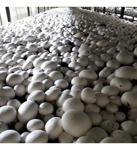 Beyaz Şapkalı Kültür Mantarı Tohumu (10.000 Adet)