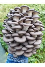 İstiridye Kavak Mantarı Tohumu 