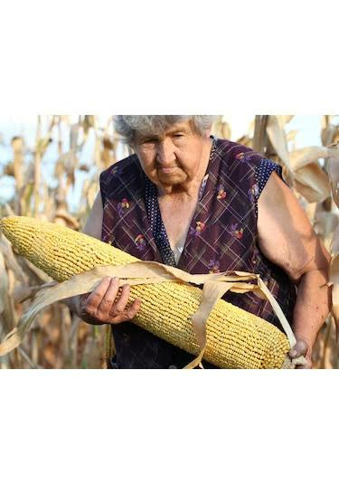 Dev Mısır Tohumu (600 Adet)