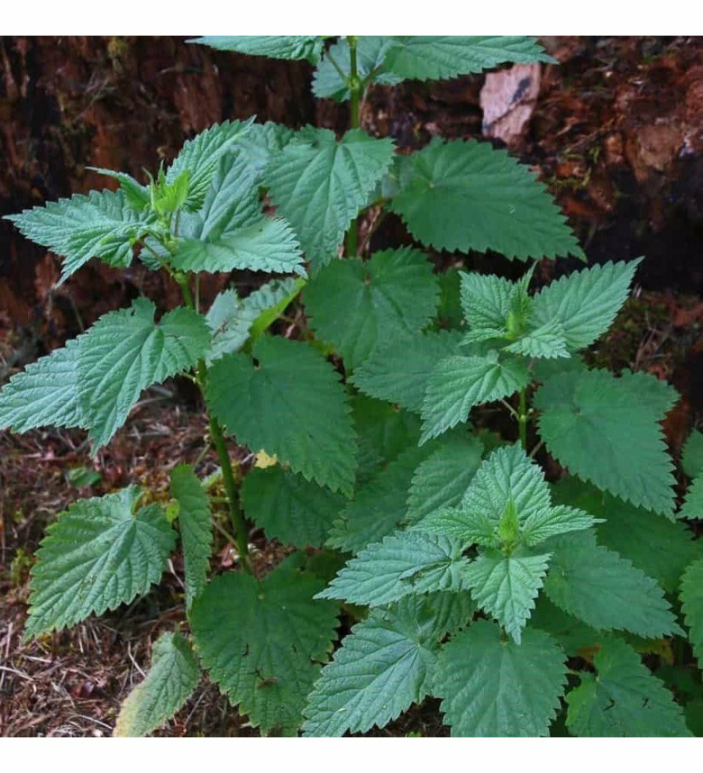 Isırgan Otu Fidesi (10 Adet)