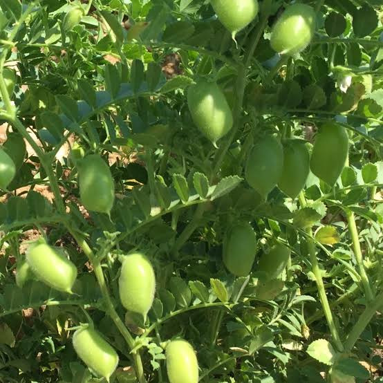 Yeşil Yemelik Nohut Tohumu (30 Adet)