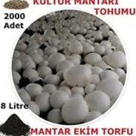 Kültür Mantarı Tohumu Ve Ekim Torfu