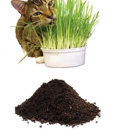 Kedi Çimi Tohumu Ve Ekim Toprağı 