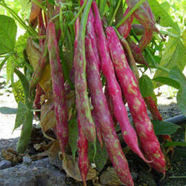 Sırık Fasülye Tohumu (20 Adet)