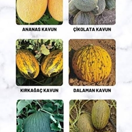 Karışık Cinste Köylü Kavunu Ata Tohumu (1000 Adet)