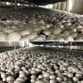 Beyaz Şapkalı Kültür Mantarı Tohumu (20.000 Adet)