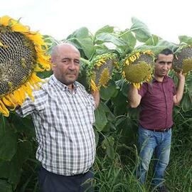 Dev Boylu İri Taneli Ayçiçeği Tohumu (20 Adet)
