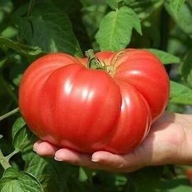 Köylü Domatesi Ata Tohumu (10.000 Adet)