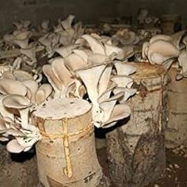 Kavak Mantarı Tohumu  (2000 Adet)