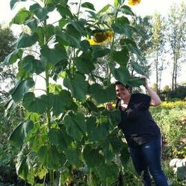 Dev Boylu İri Taneli Ayçiçeği Tohumu (100 Adet)