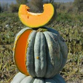 Dev Kestane Bal Kabağı Tohumu (100 Adet)