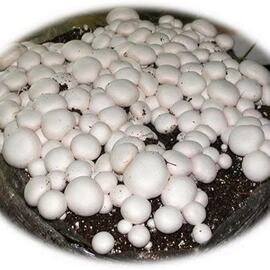 20 Litre Kültür Mantarı Ekim Torfu Ve 2000 Adet Tohum