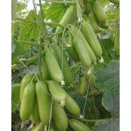 Dolmalık Ve Kızartmalık Kabak Tohumu (150 Adet) 