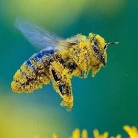 Arı Otu Korunga Tohumu (20.000 Adet)