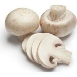 Beyaz Şapkalı Kültür Mantarı Tohumu 