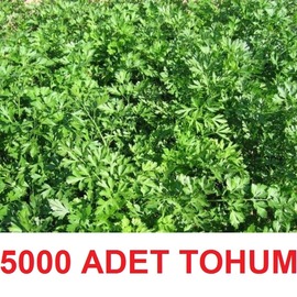 5000 Adet Maydanoz Tohumu