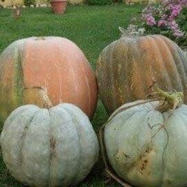 Dev Kestane Bal Kabağı Tohumu 4 Adet 