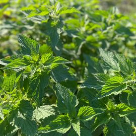 Organik Isırgan Otu