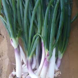 Organik Taze Yeşil Soğan 