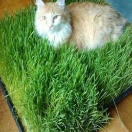 10.000 Adet Kedi Çimi Tohumu