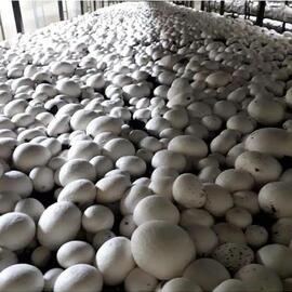 Beyaz Şapkalı Kültür Mantarı Tohumu (10.000 Adet)