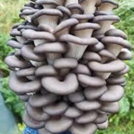 İstiridye Kavak Mantarı Tohumu 