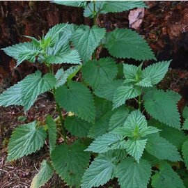 Isırgan Otu Fidesi (10 Adet)