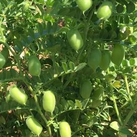 Nohut Tohumu (Yeşil Yemelik) (500 Adet)