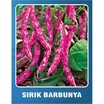 Sırık Fasülye Tohumu (20 Adet) - 3