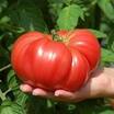 Köylü Domatesi Ata Tohumu (500 Adet) - 3