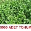 5000 Adet Maydanoz Tohumu