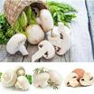 Beyaz Şapkalı Kültür Mantarı Tohumu  - 2