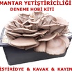 Özel Kutuda İstiridye Kavak Mantarı Deneme Hobi Kiti