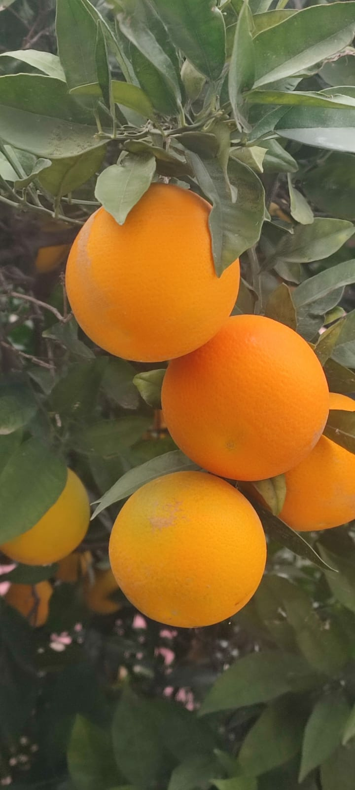 Fukumoto Portakal Fidani