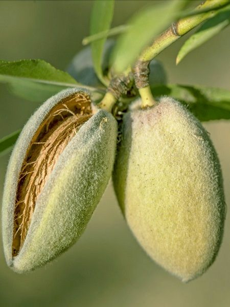 Ferragness Badem Fidani