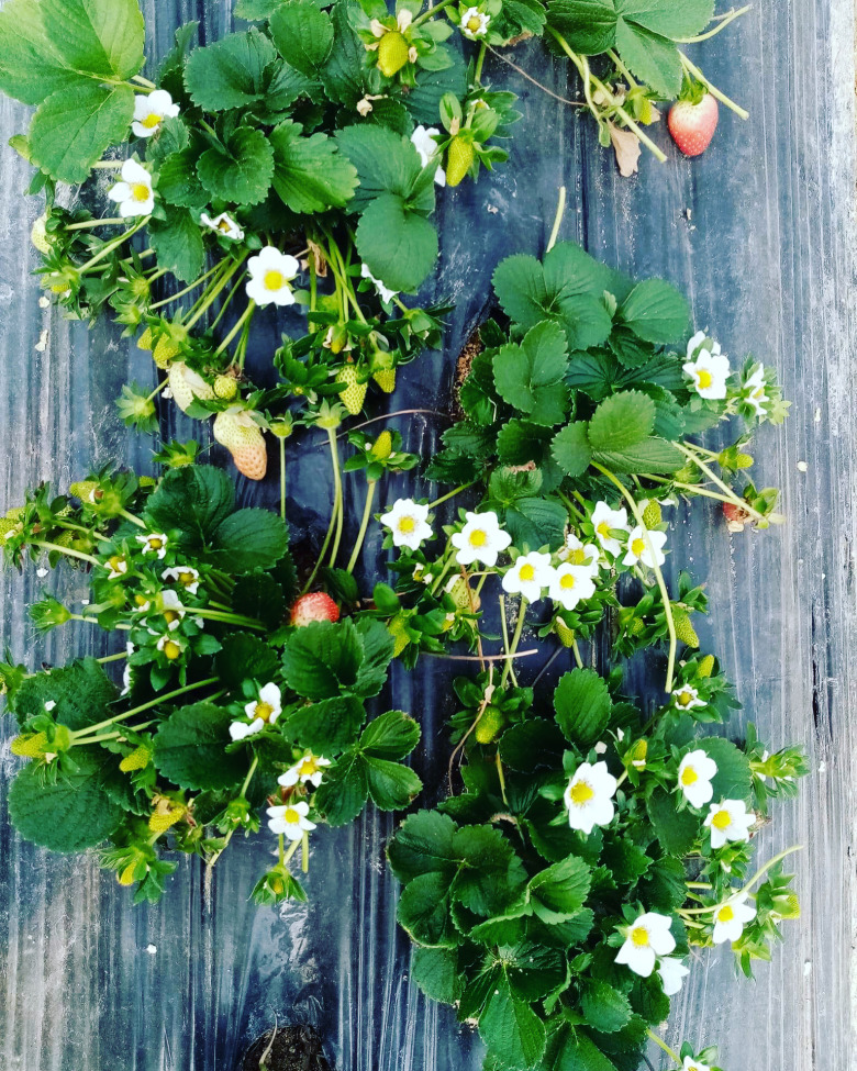 Çilek Fidesi 7 Veren Albion Cinsi 300 Adet Açık Kök