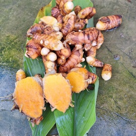 Organik Taze Zerdeçal 