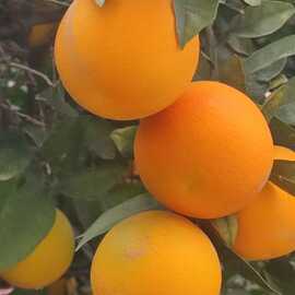 Fukumoto Portakal Fidani