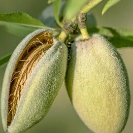 Ferragness Badem Fidani