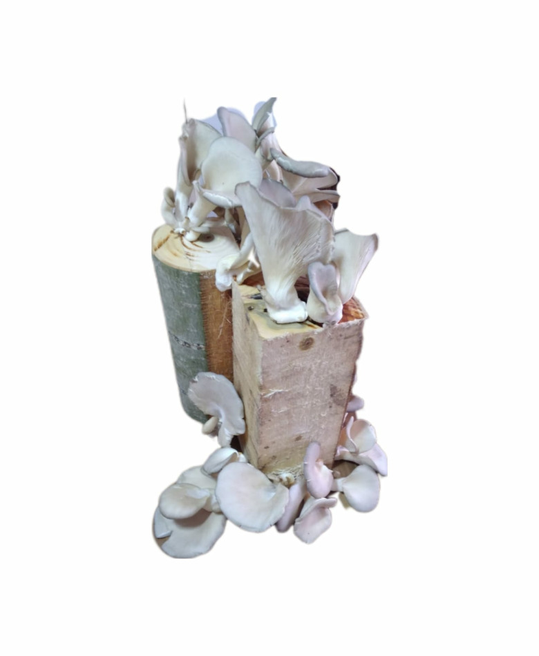 Kütükte İstiridye Mantarı Deneme Hobi Kiti 