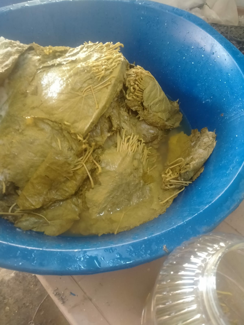 Manisa Yaprağı 5 Lik Bidonda